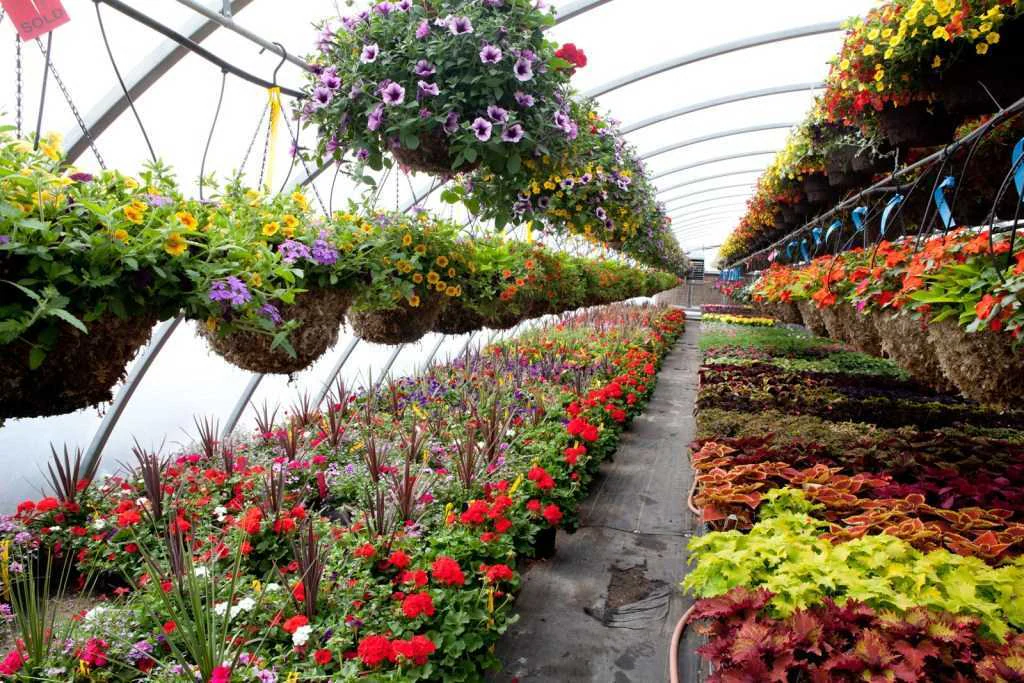 Bulk Plants Services in Hyderabad