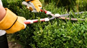 Landscape Maintenance Services in Hyderabad