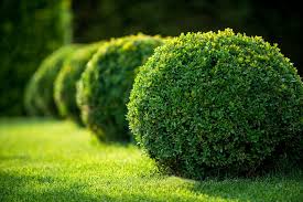 Tree and Shrub Planting Services in Hyderabad