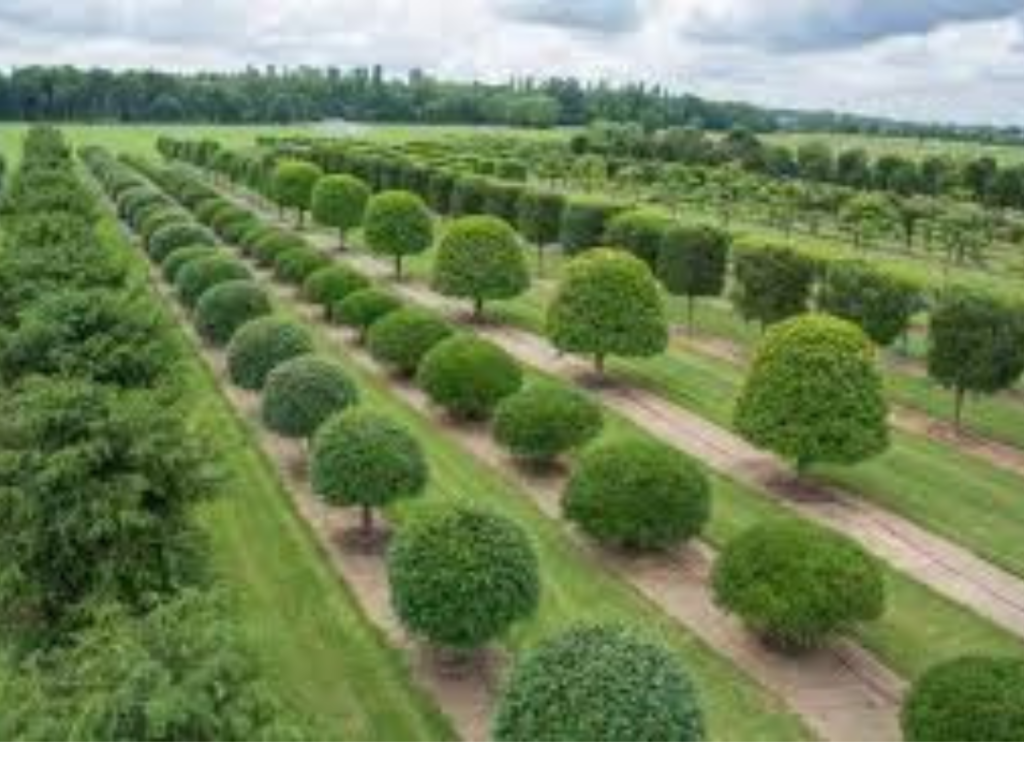 Tree and Shrub Planting