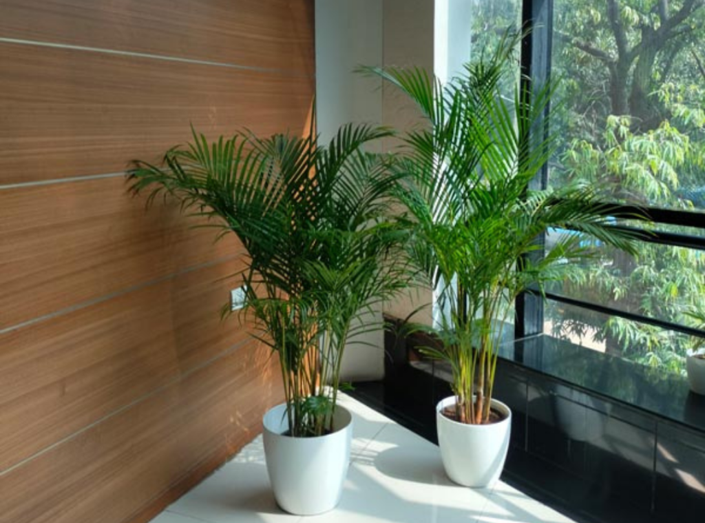 Commercial Plant Rentals