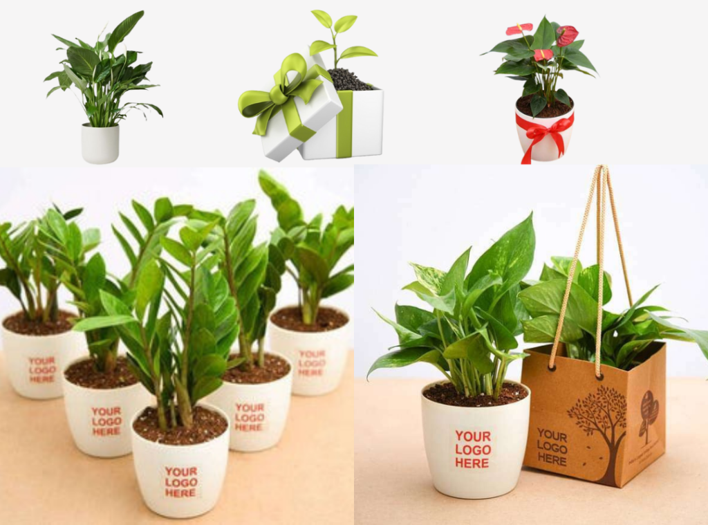 Bulk Plants Gifting